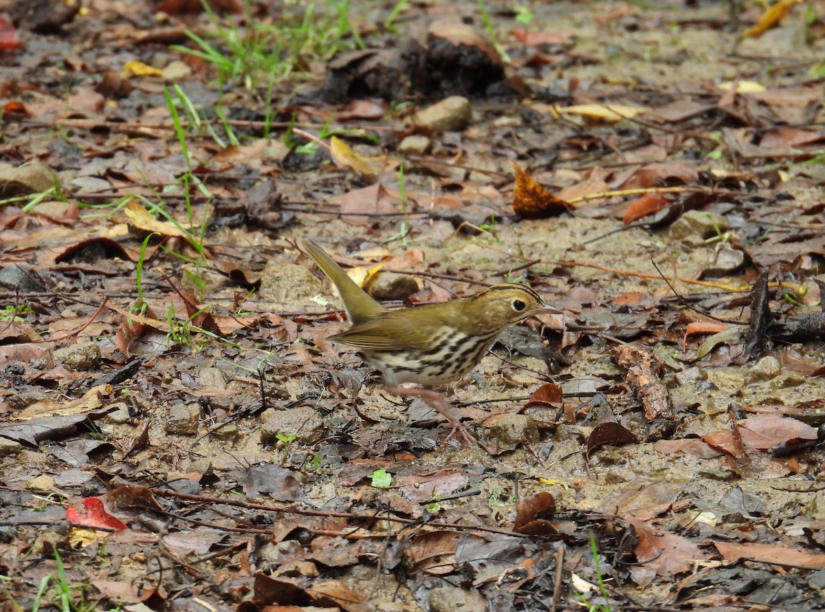 Ovenbird - ML645183355