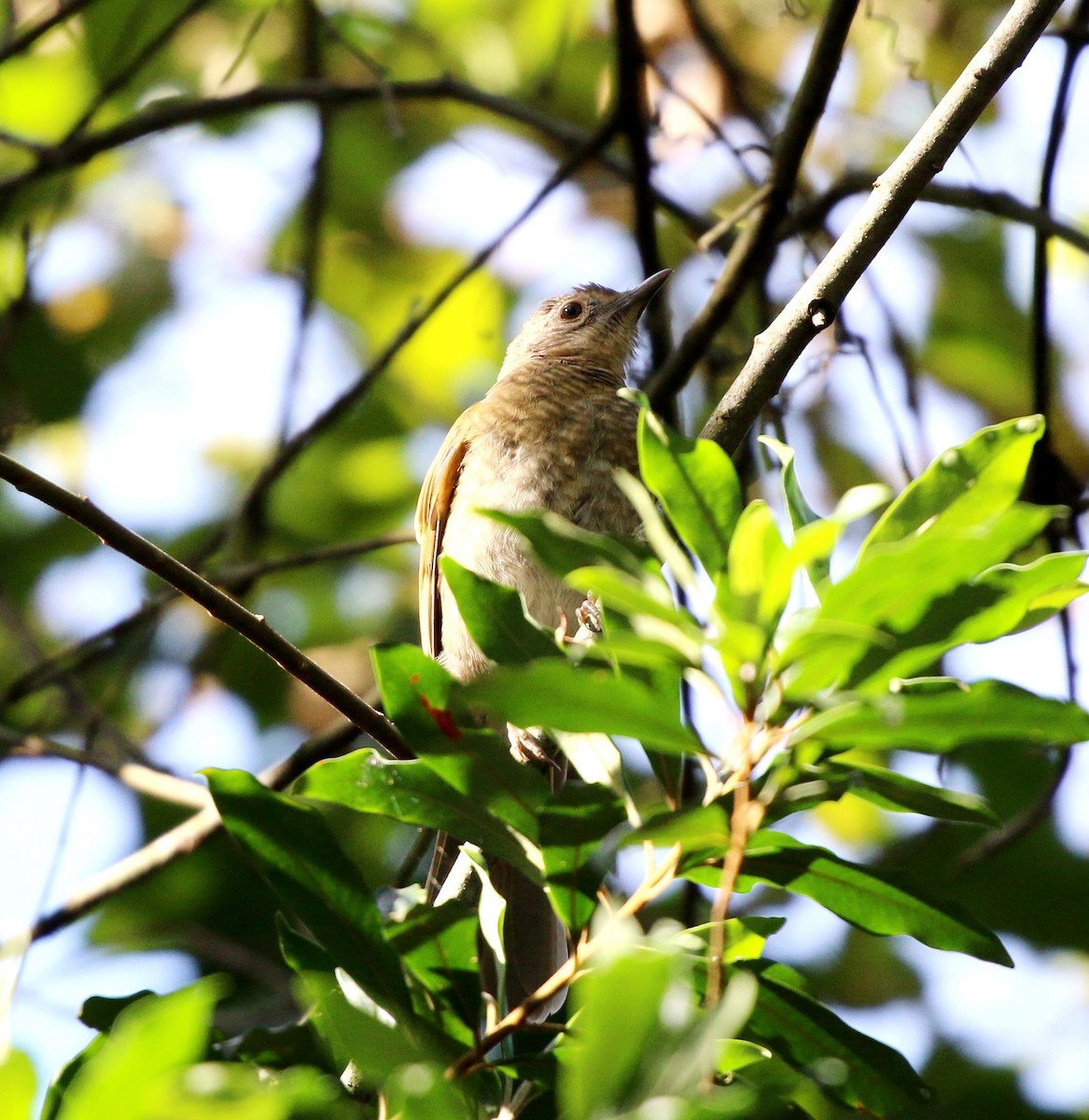 Pale-breasted Thrush - ML645183366