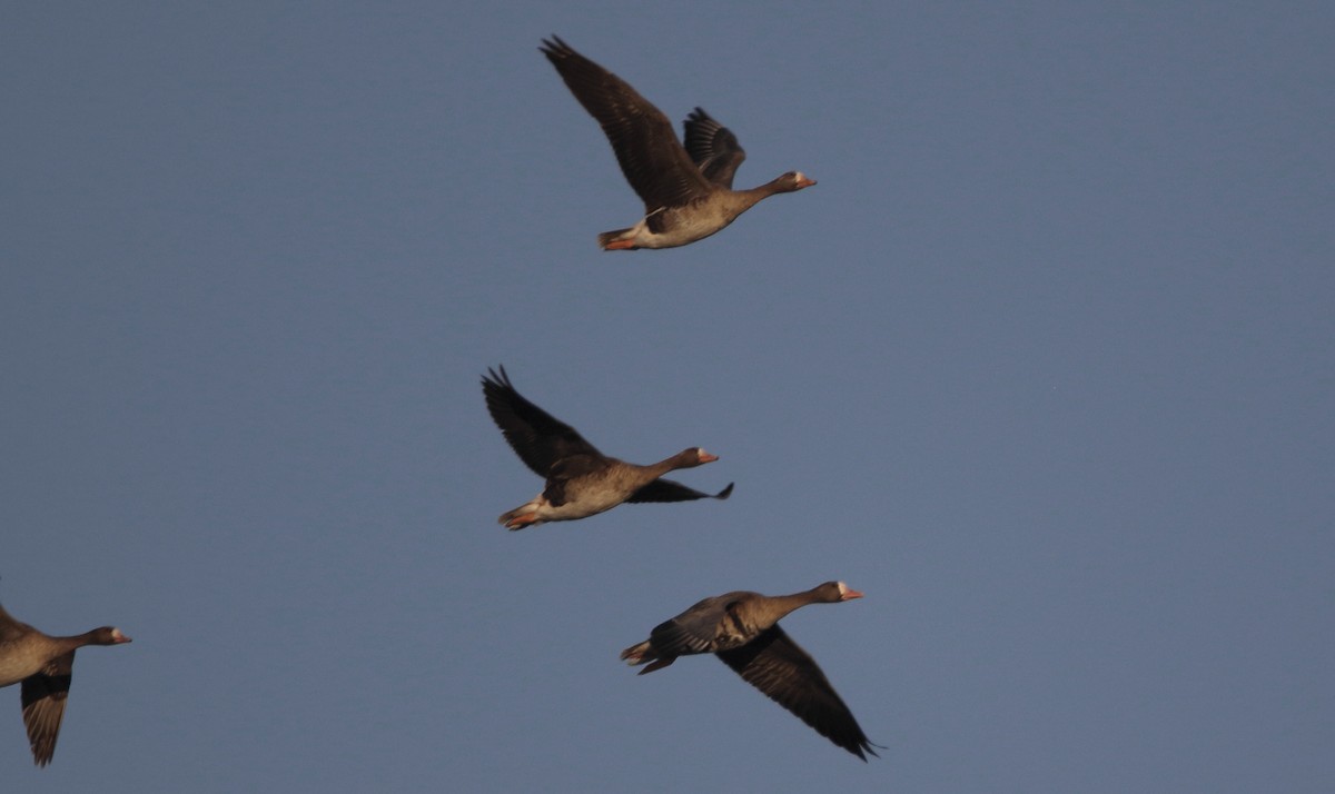 Greater White-fronted Goose - ML645183368