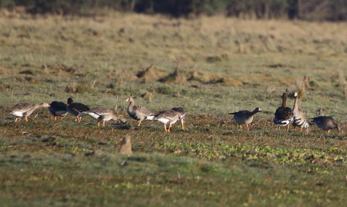 Greater White-fronted Goose - ML645183372