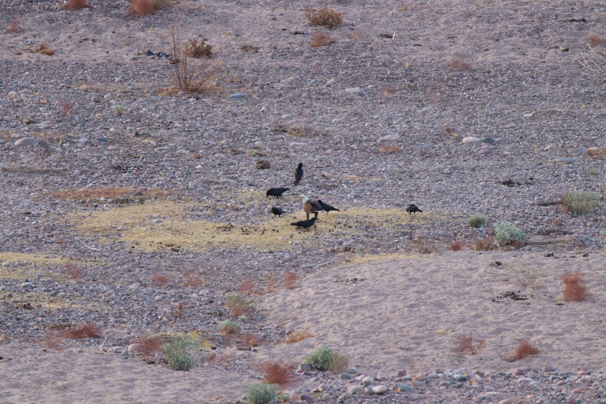עיטם לבן-ראש - ML645183377