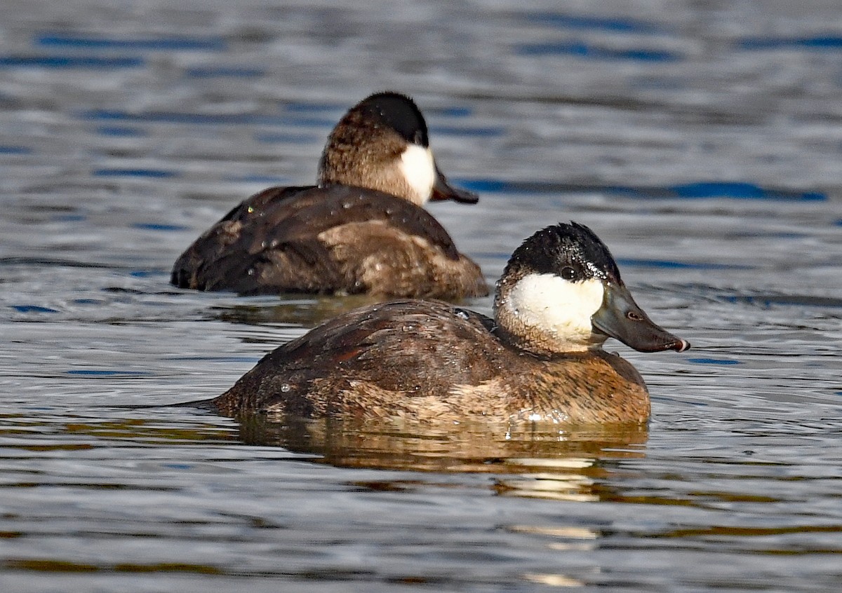 Савка американська - ML645183384