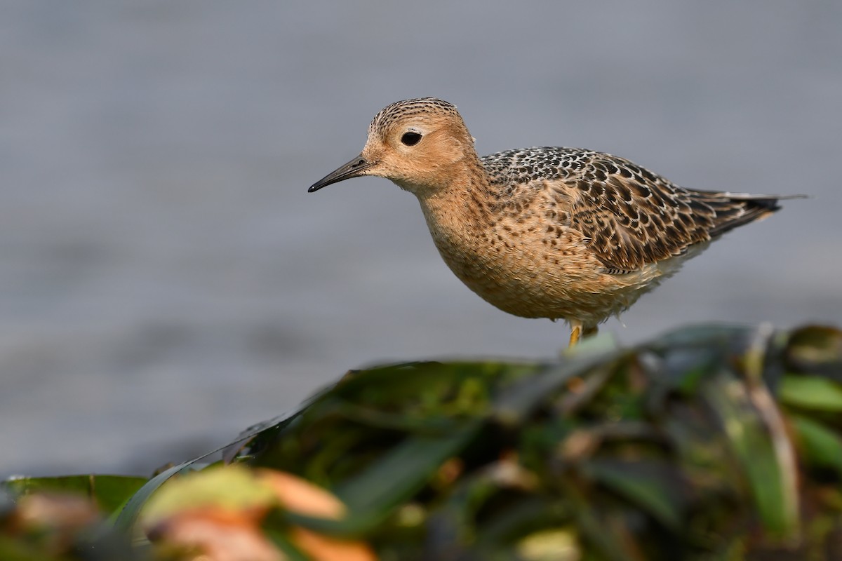 Buff-breasted Sandpiper - ML645183386