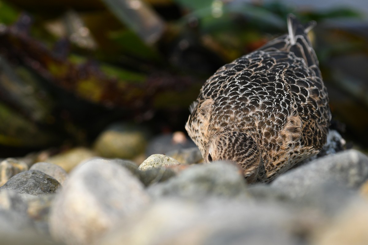 Buff-breasted Sandpiper - ML645183387