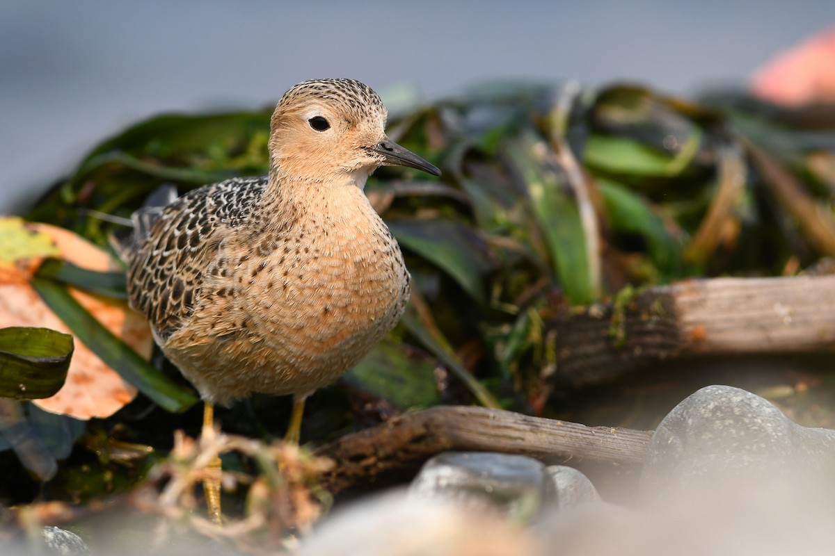 Buff-breasted Sandpiper - ML645183388