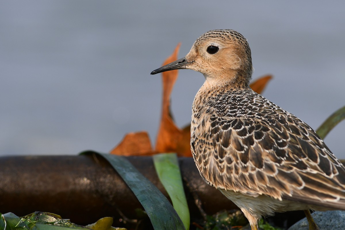 Buff-breasted Sandpiper - ML645183389