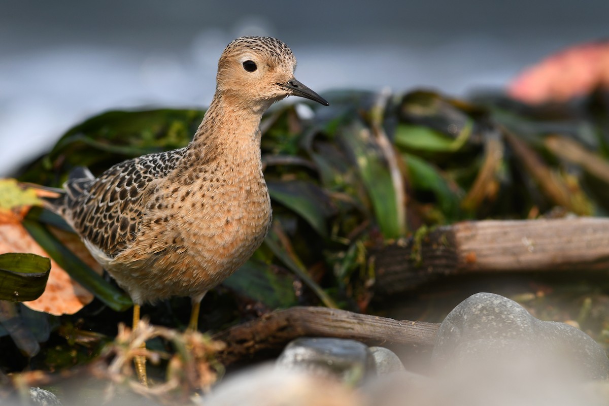 Buff-breasted Sandpiper - ML645183390