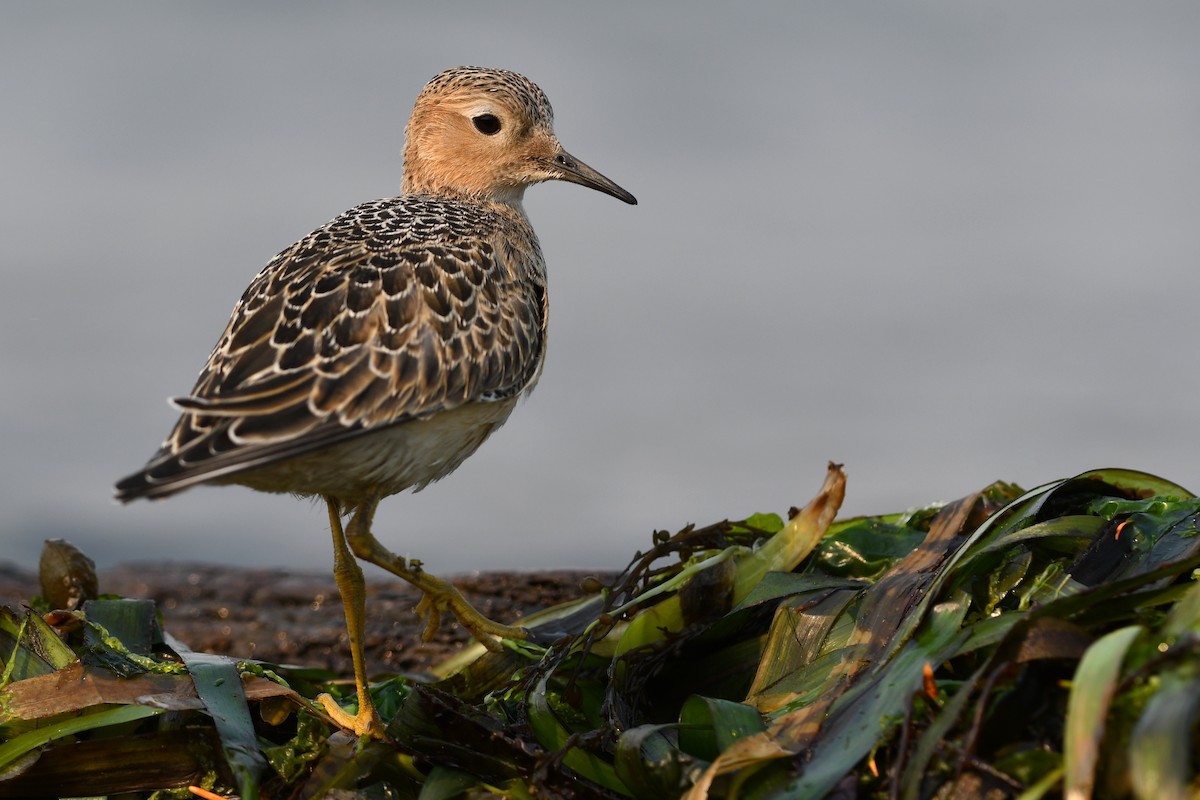 Buff-breasted Sandpiper - ML645183392