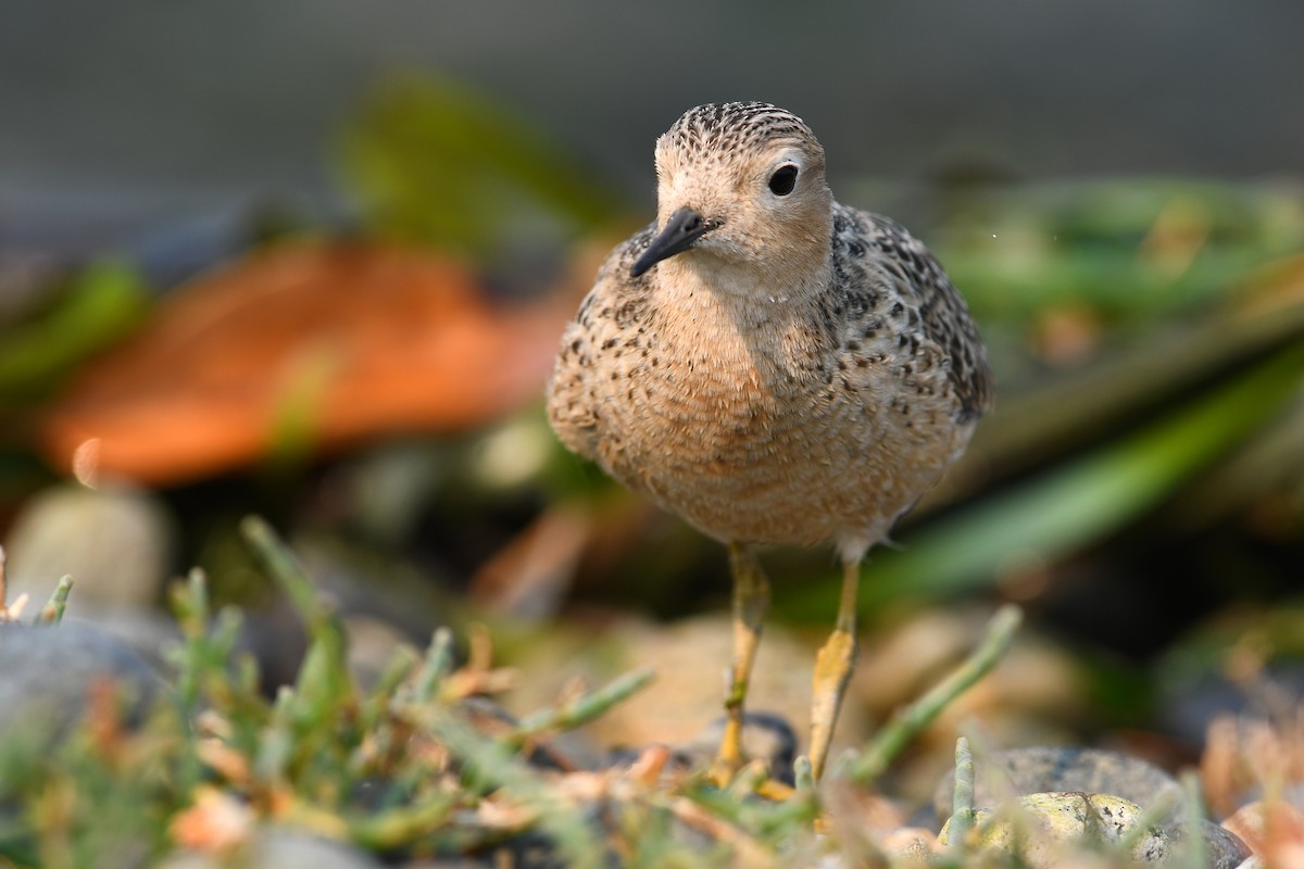 Buff-breasted Sandpiper - ML645183393