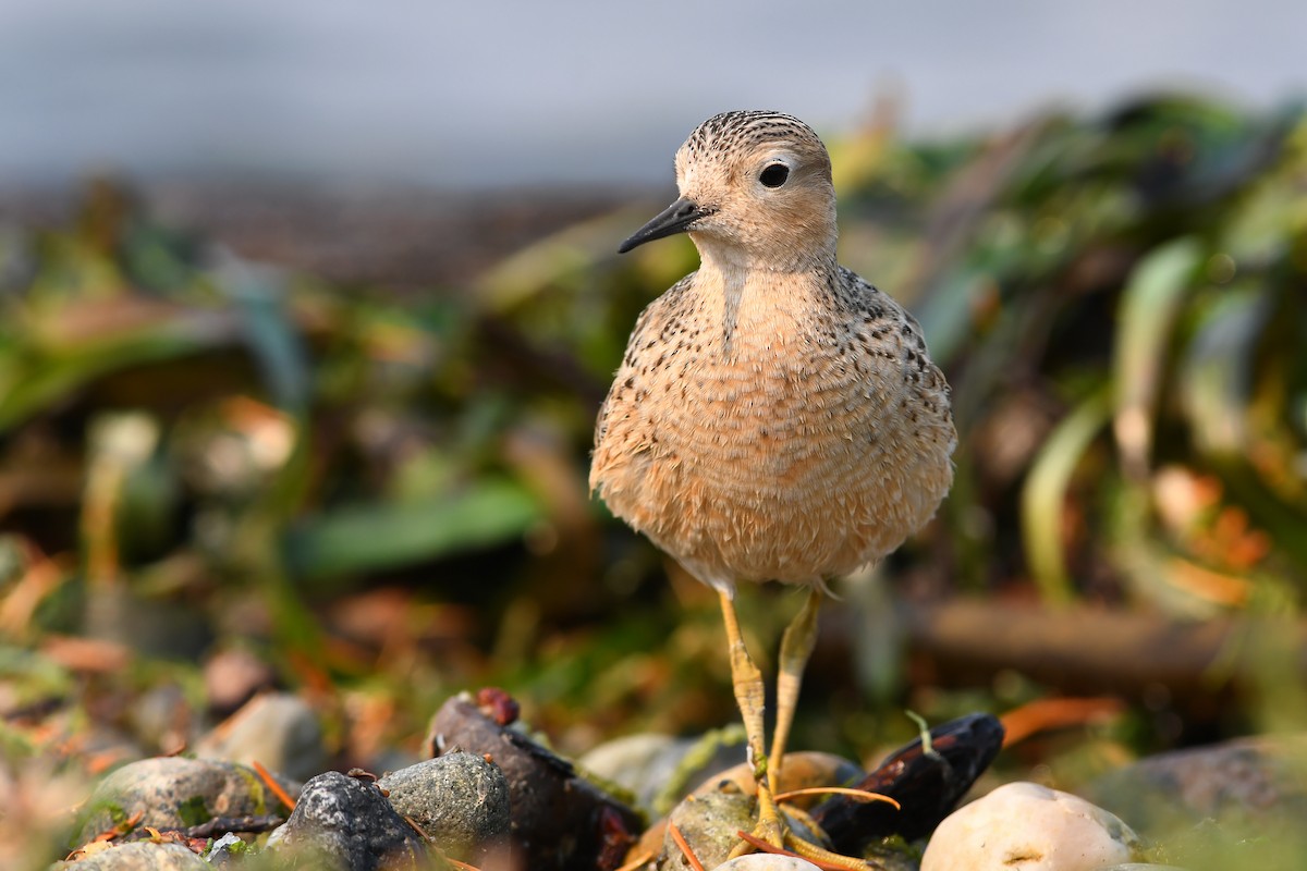 Buff-breasted Sandpiper - ML645183394