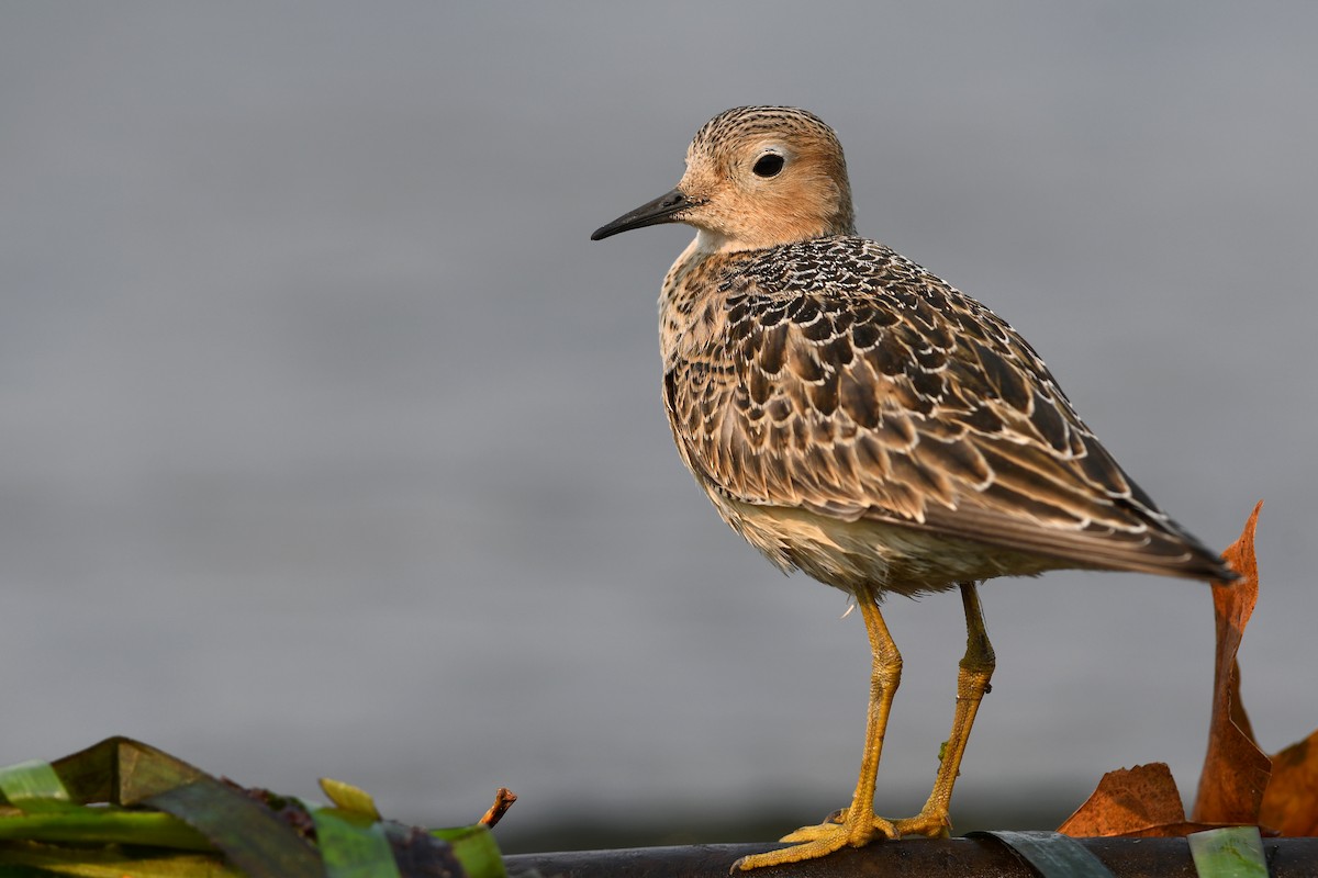 Buff-breasted Sandpiper - ML645183395