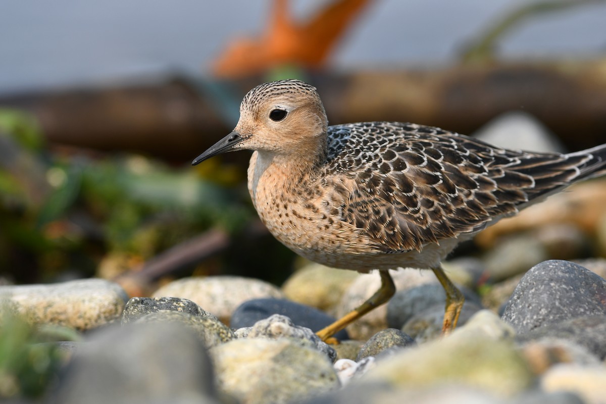 Buff-breasted Sandpiper - ML645183396