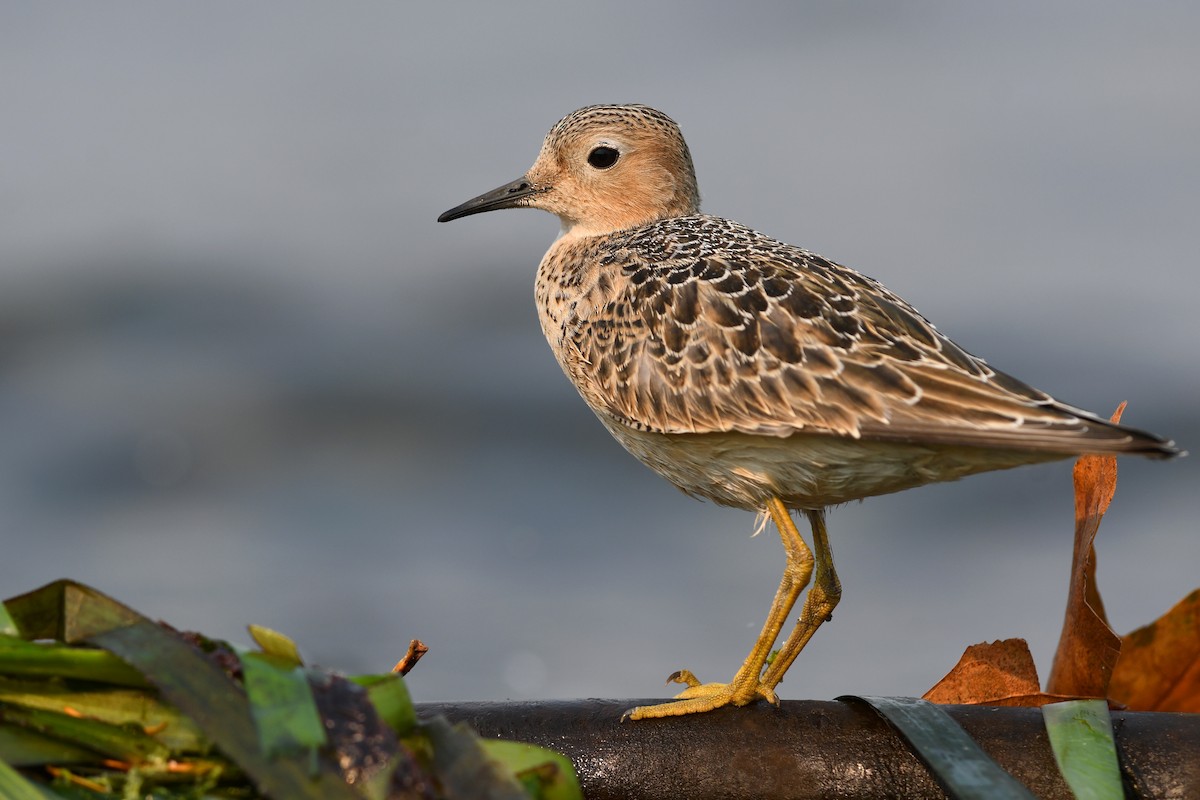 Buff-breasted Sandpiper - ML645183397