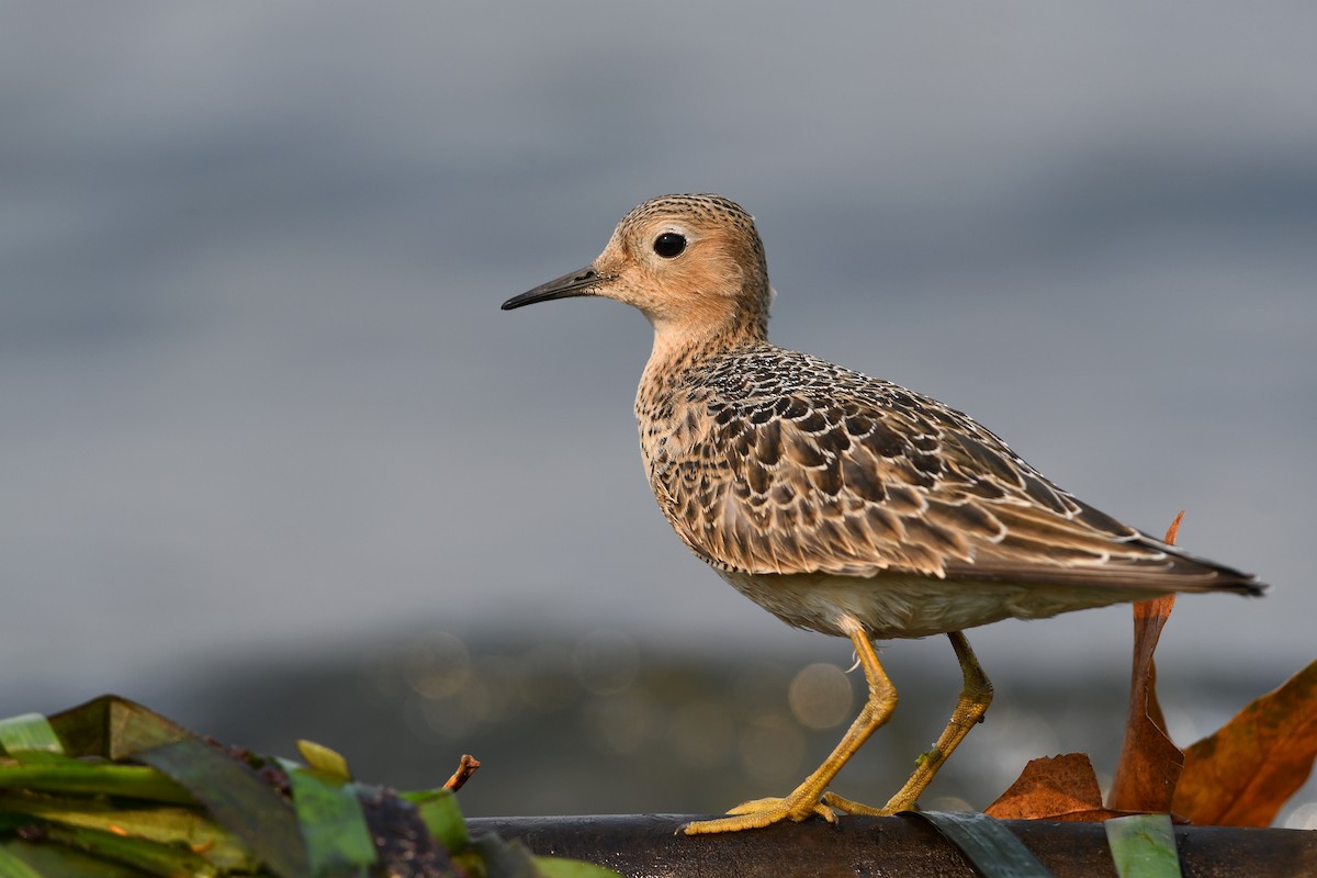 Buff-breasted Sandpiper - ML645183398