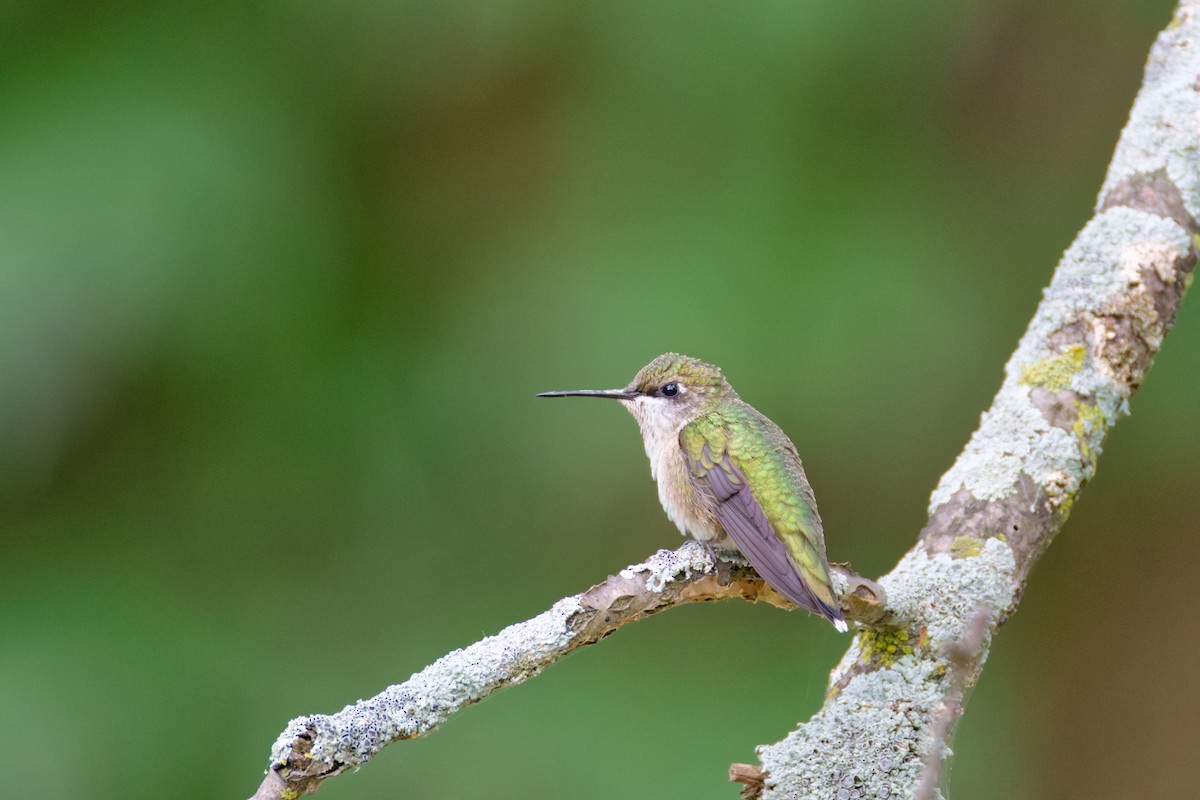 Колібрі рубіновогорлий - ML645183404