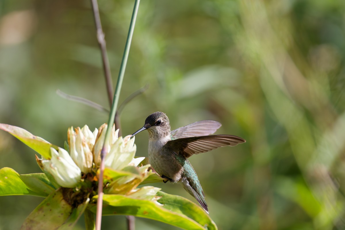 Колібрі рубіновогорлий - ML645183406