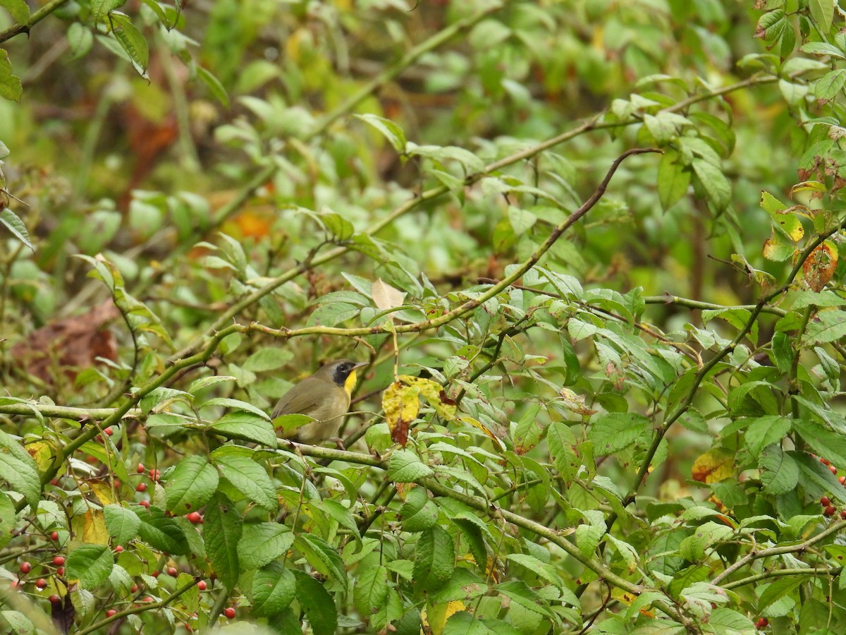 Common Yellowthroat - ML645183407