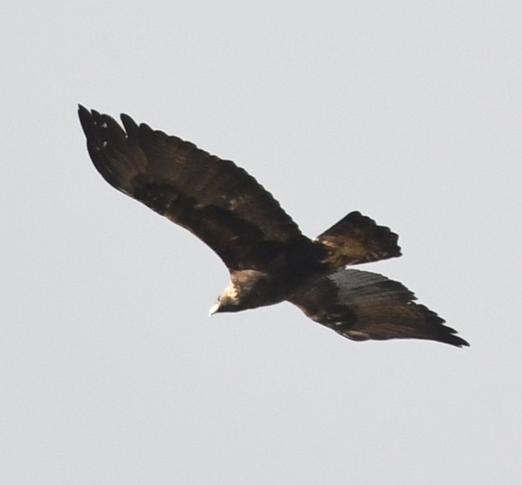 Golden Eagle - ML645183408