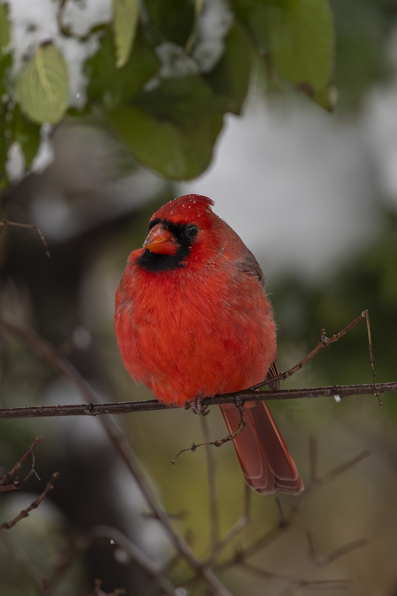 Kırmızı Kardinal - ML645183410