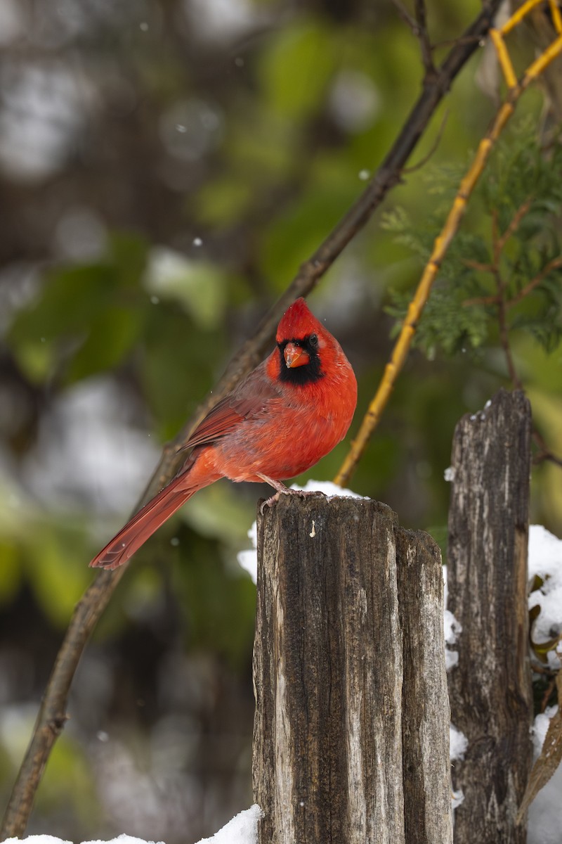 Kırmızı Kardinal - ML645183411