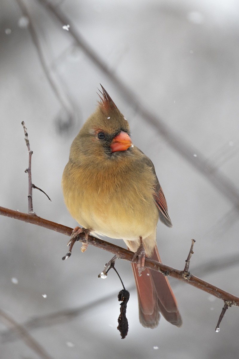 Kırmızı Kardinal - ML645183412