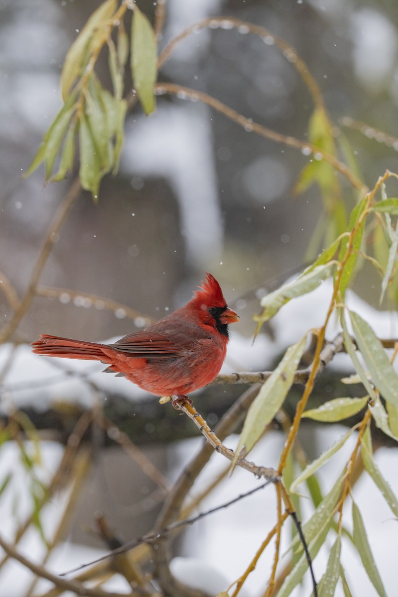 Kırmızı Kardinal - ML645183413