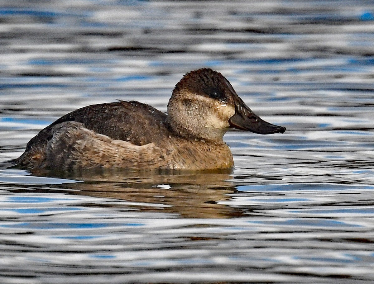 Савка американська - ML645183416