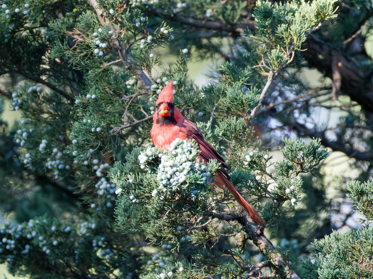 Kırmızı Kardinal - ML645183436