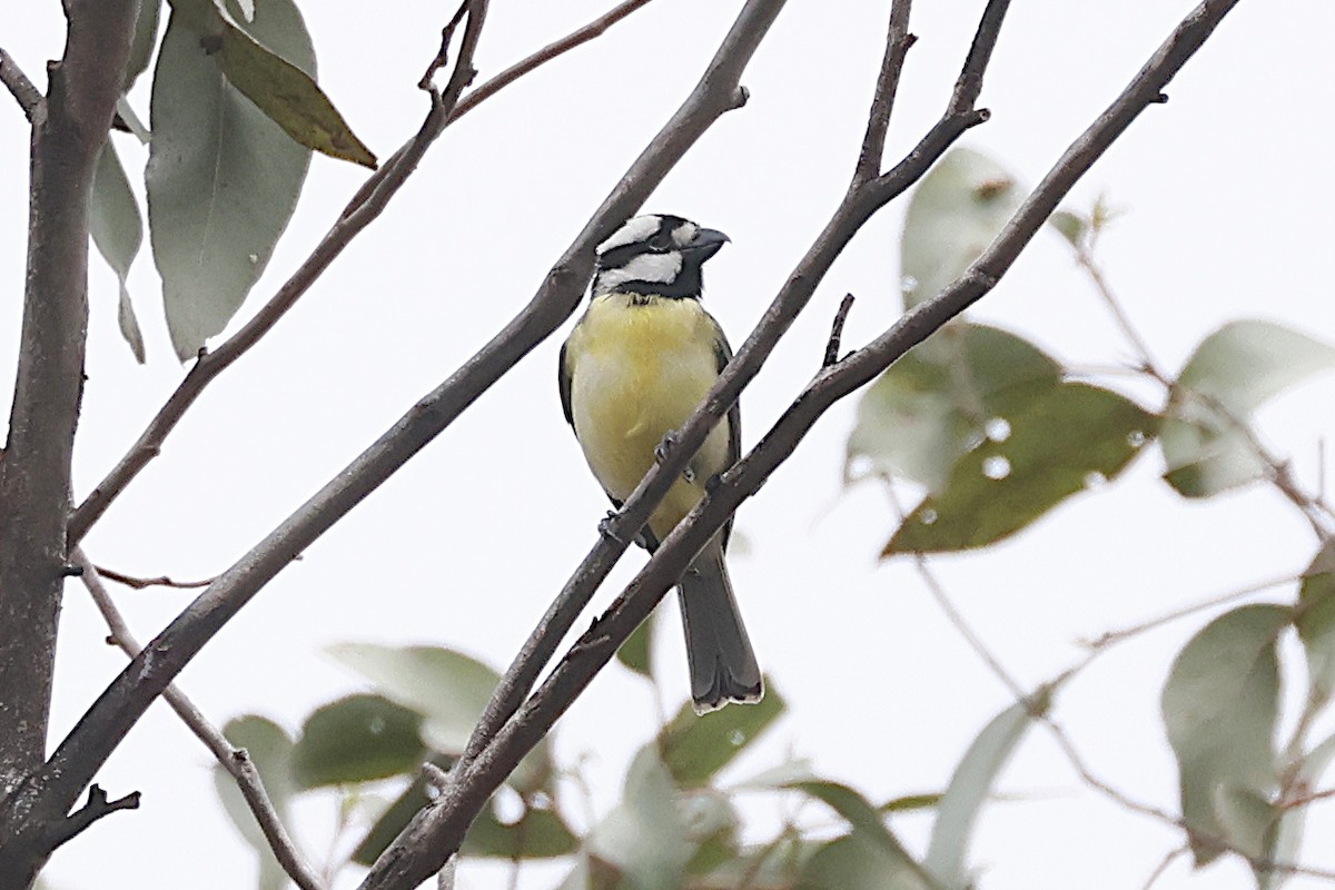Eastern Shrike-tit - ML645183458
