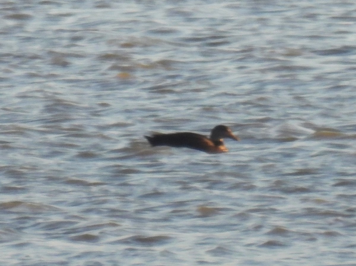 American Black Duck - ML645183472