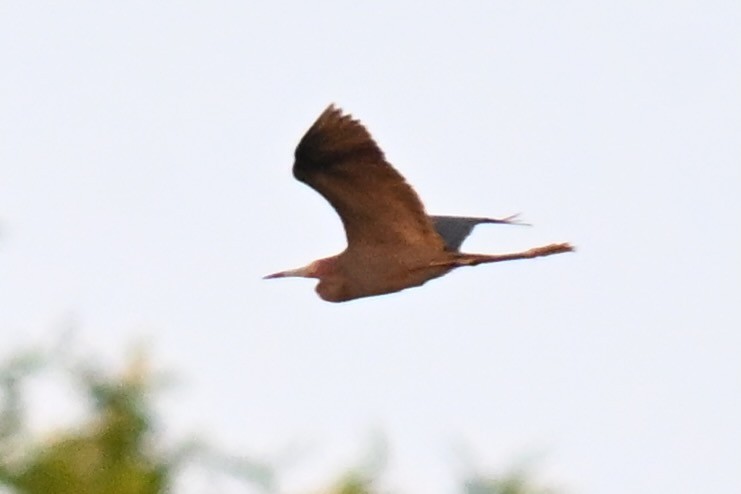Reddish Egret - ML645183479