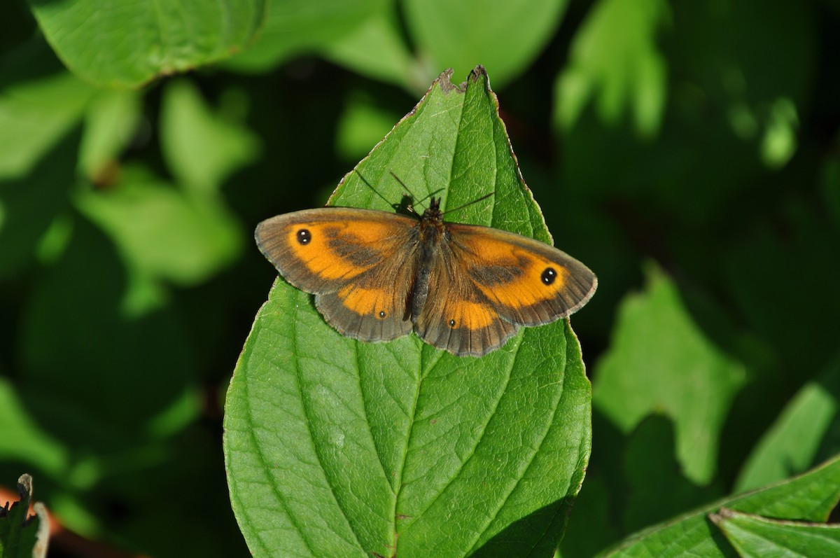 Gatekeeper - ML645183484