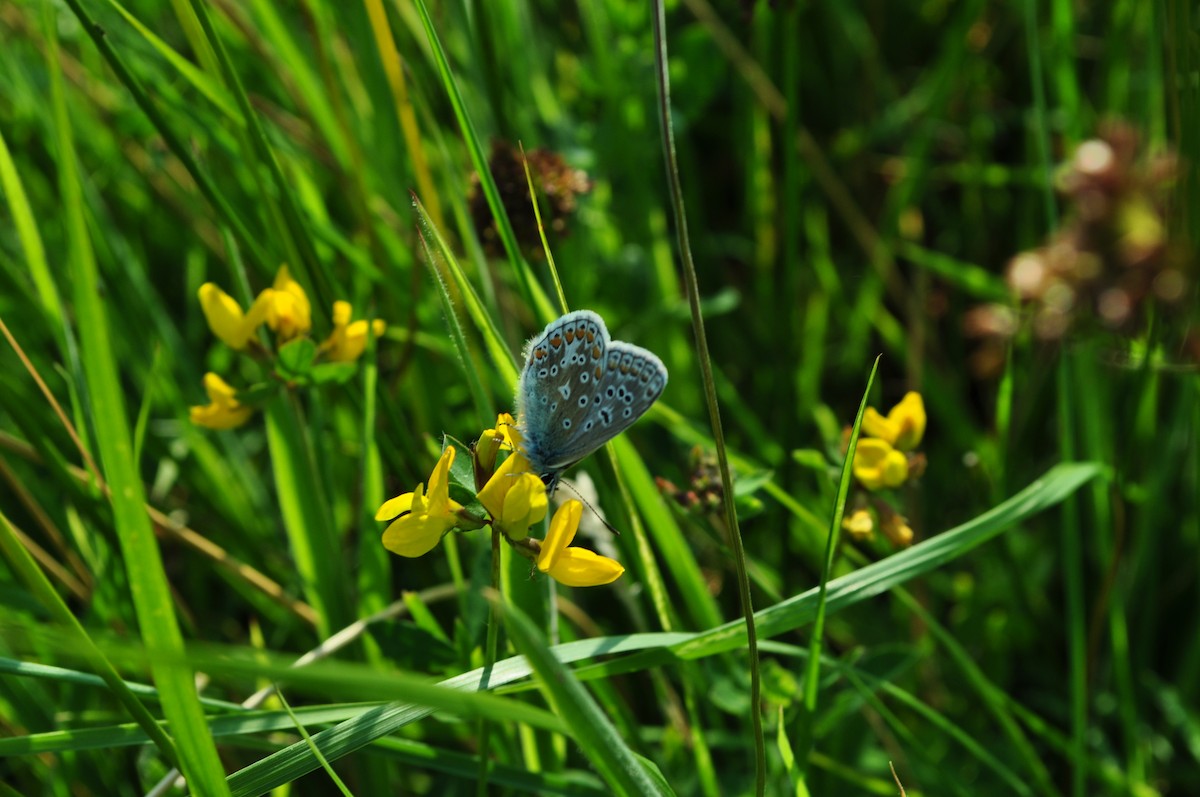 Insects - ML645183485