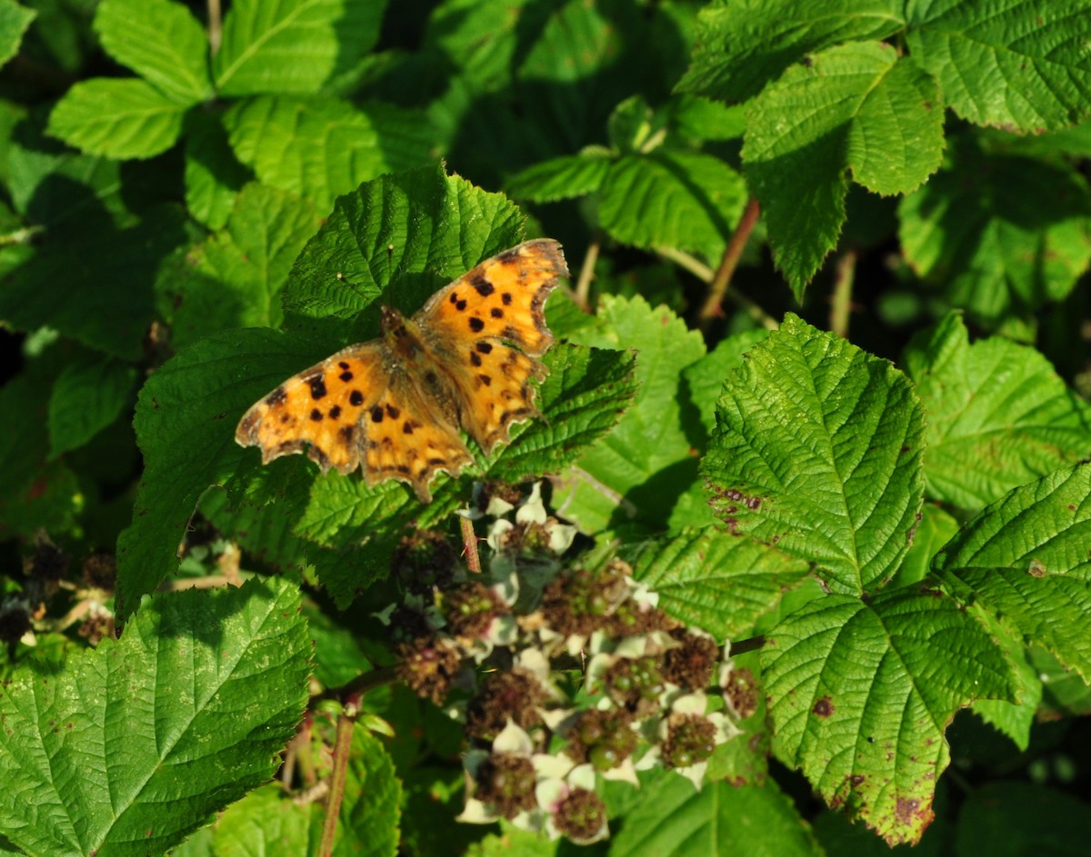 European Comma - ML645183489