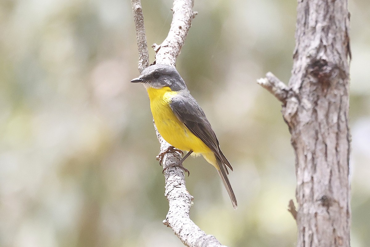 Doğulu Sarı Bülbül - ML645183490