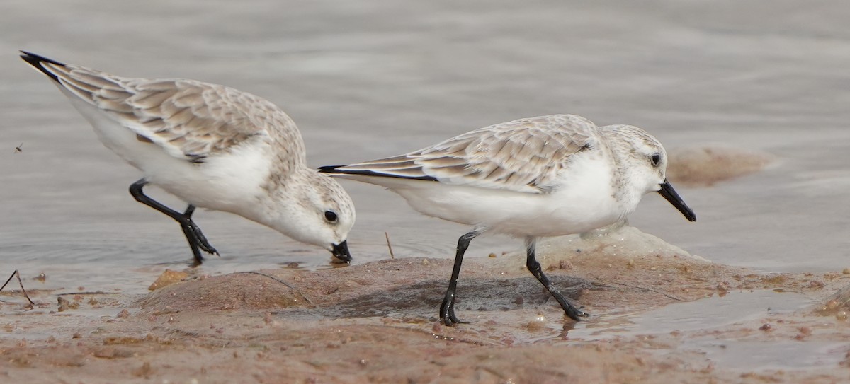 Txirri zuria - ML645183493