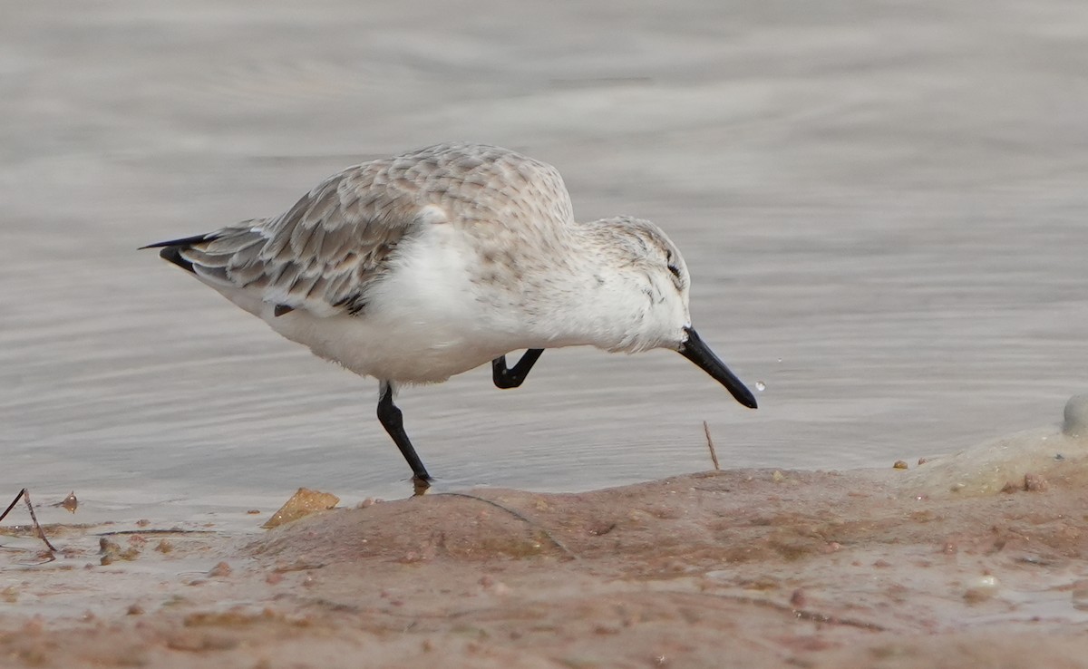 Txirri zuria - ML645183502