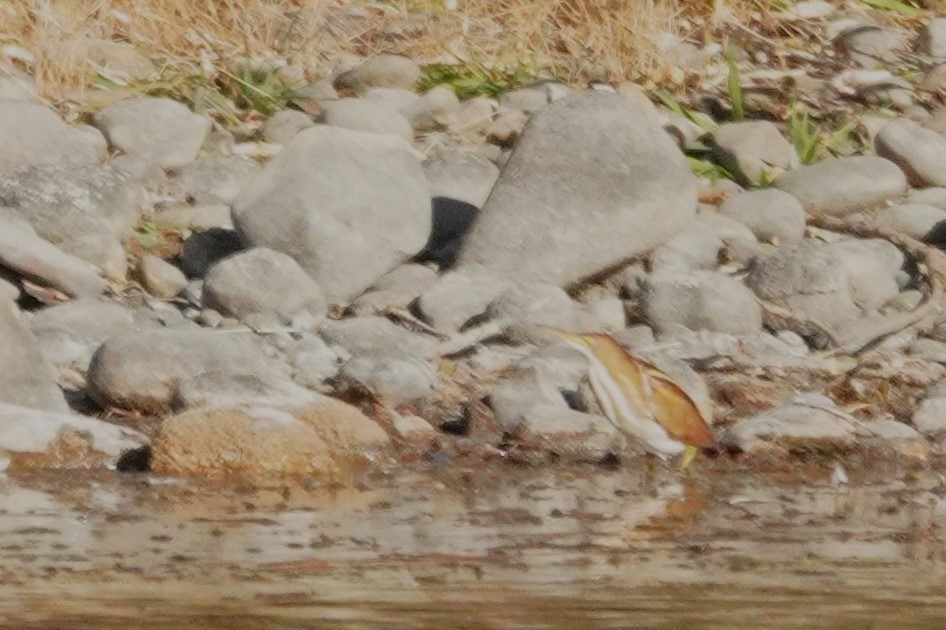 コヨシゴイ - ML645183515