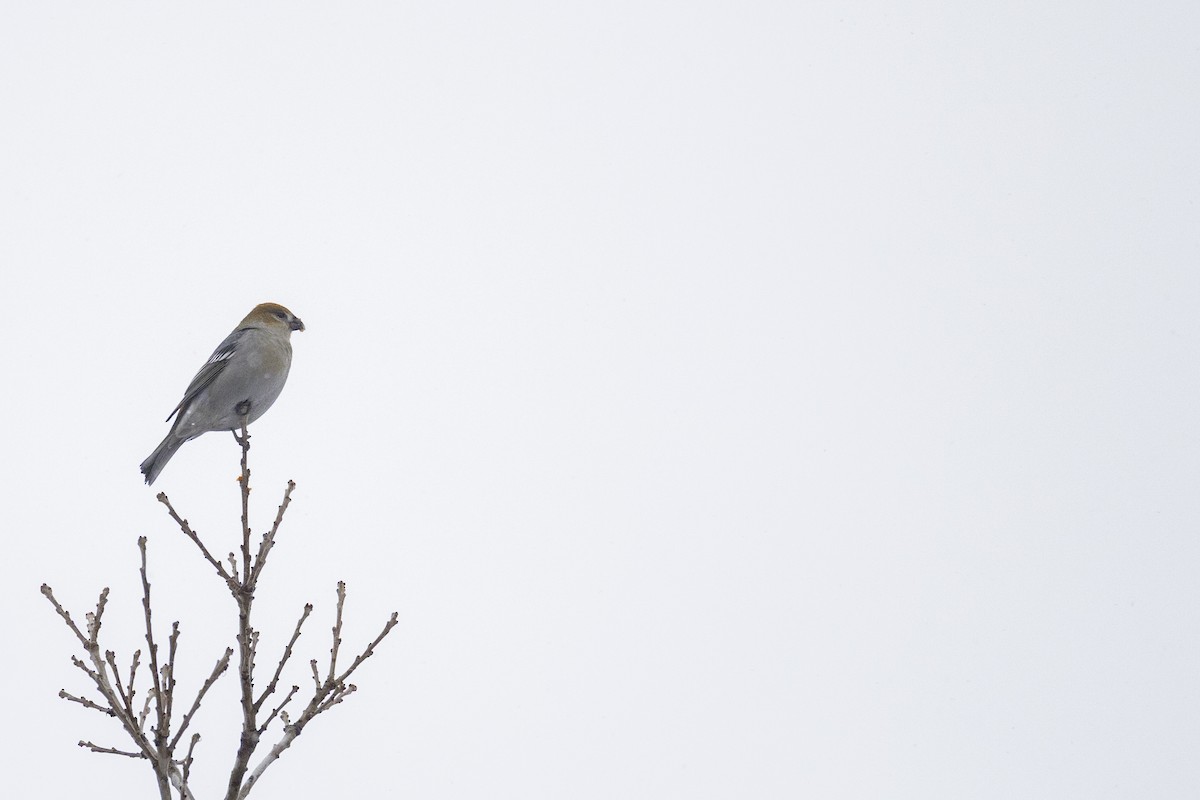 Hakengimpel - ML645183518