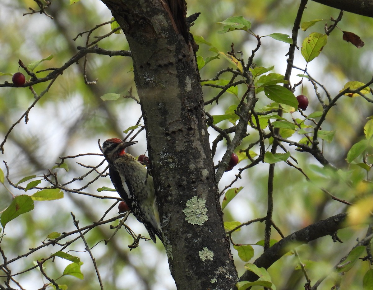 Yellow-bellied Sapsucker - ML645183541