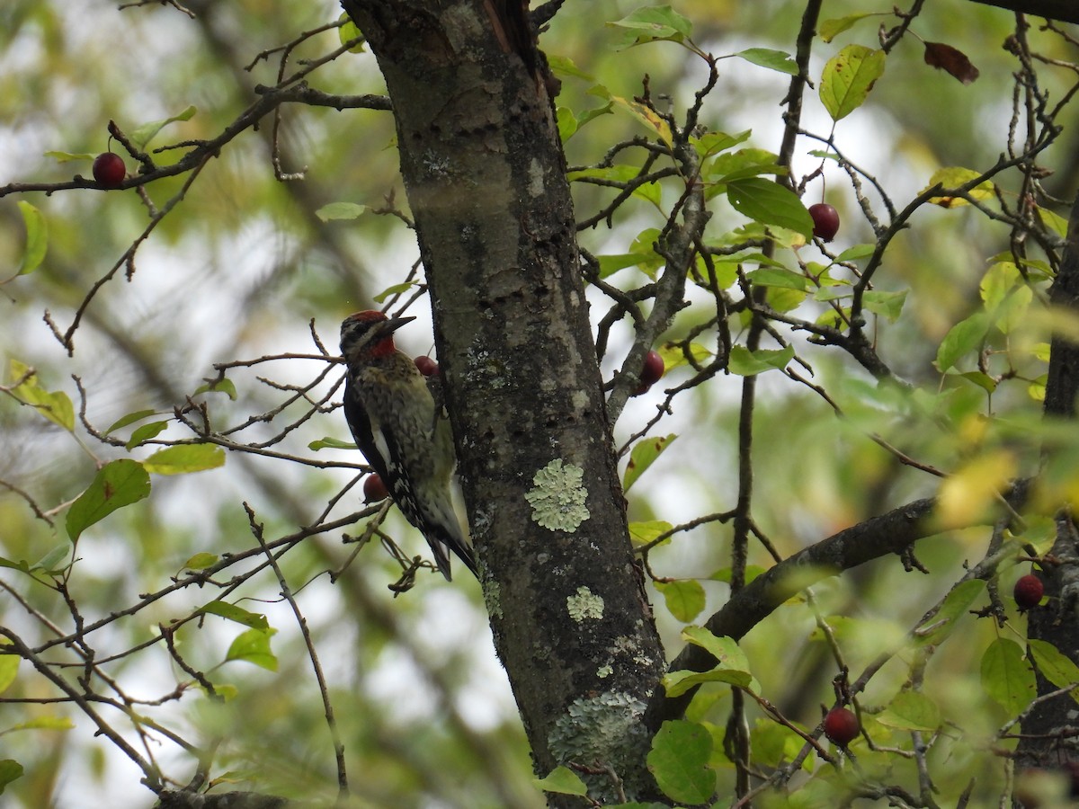 Yellow-bellied Sapsucker - ML645183542