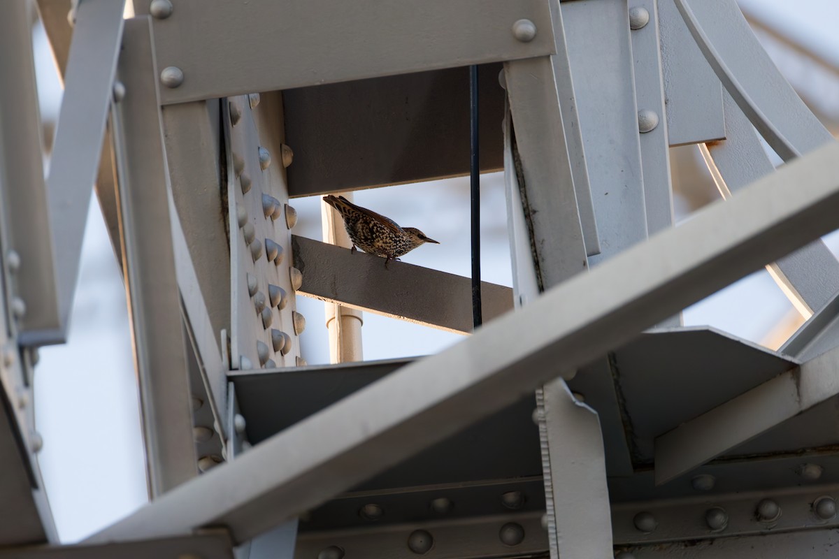 European Starling - ML645183546