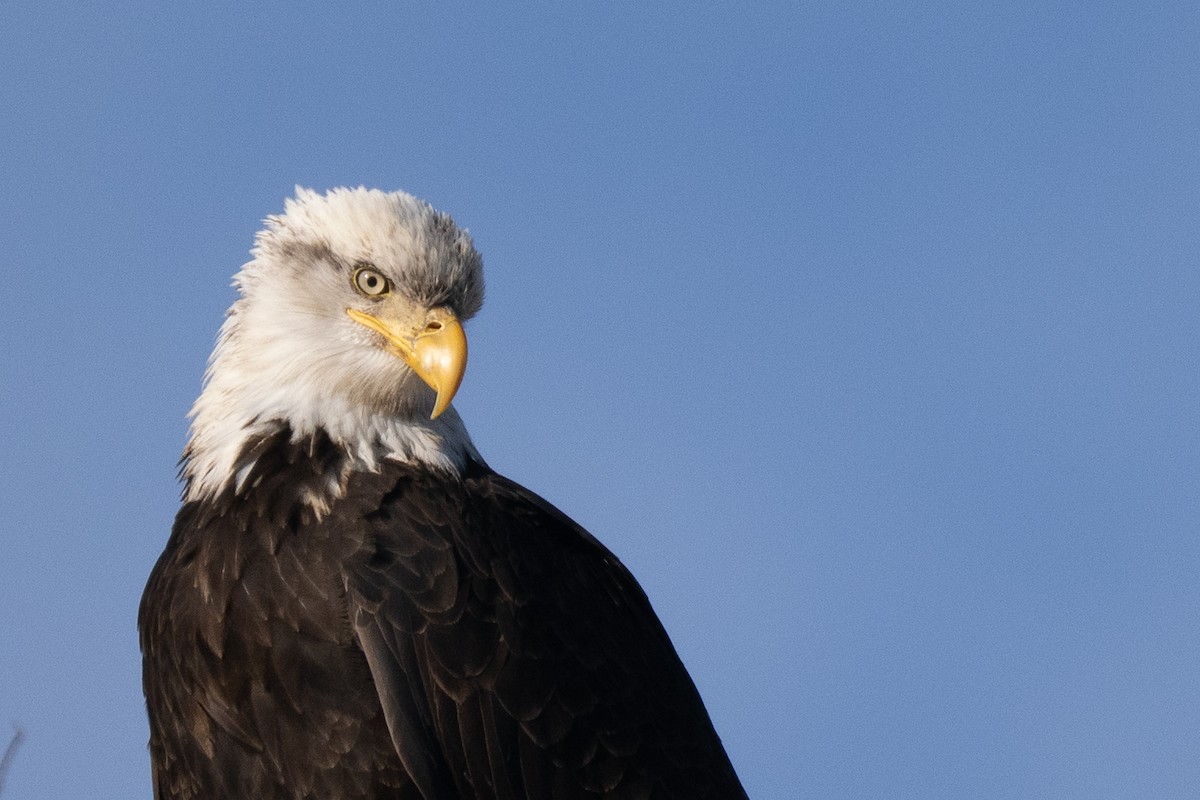 עיטם לבן-ראש - ML645183557