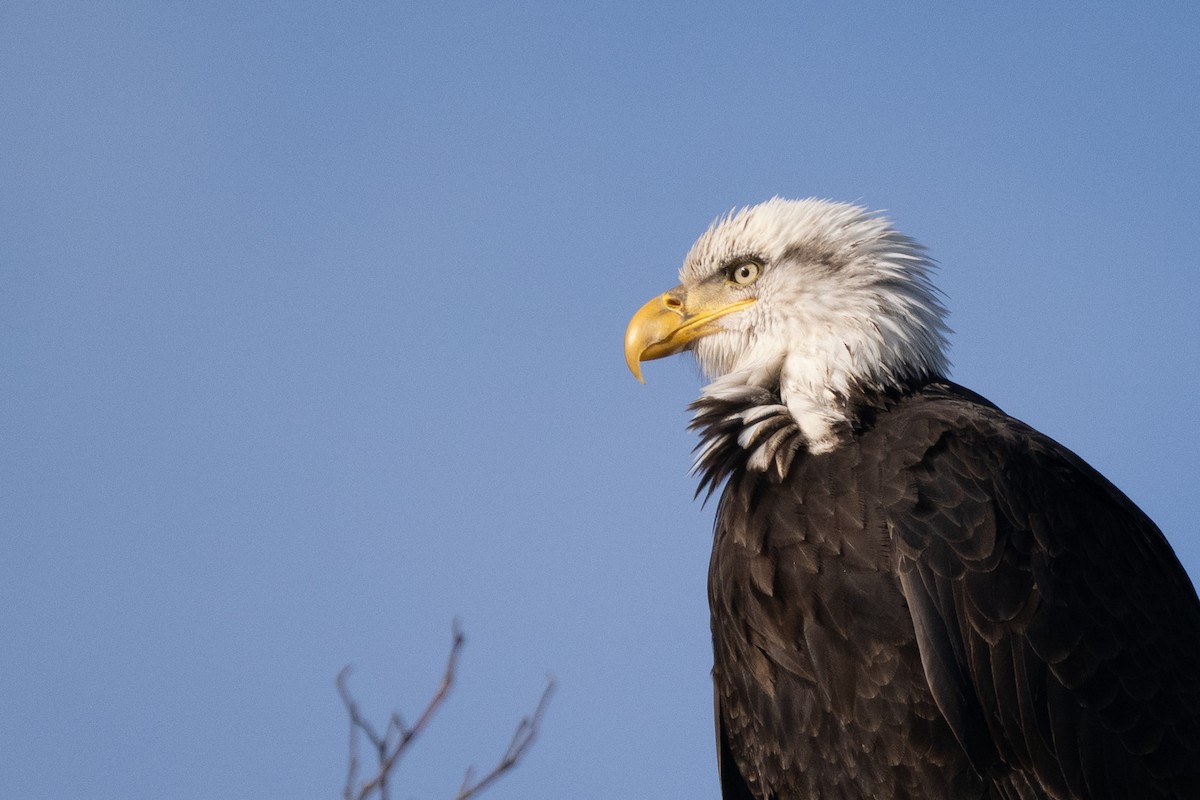 עיטם לבן-ראש - ML645183558