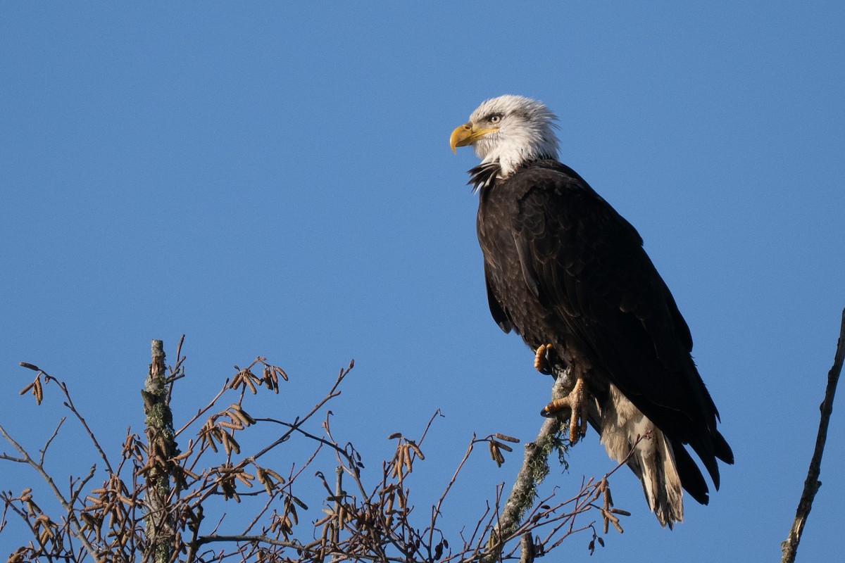 עיטם לבן-ראש - ML645183559