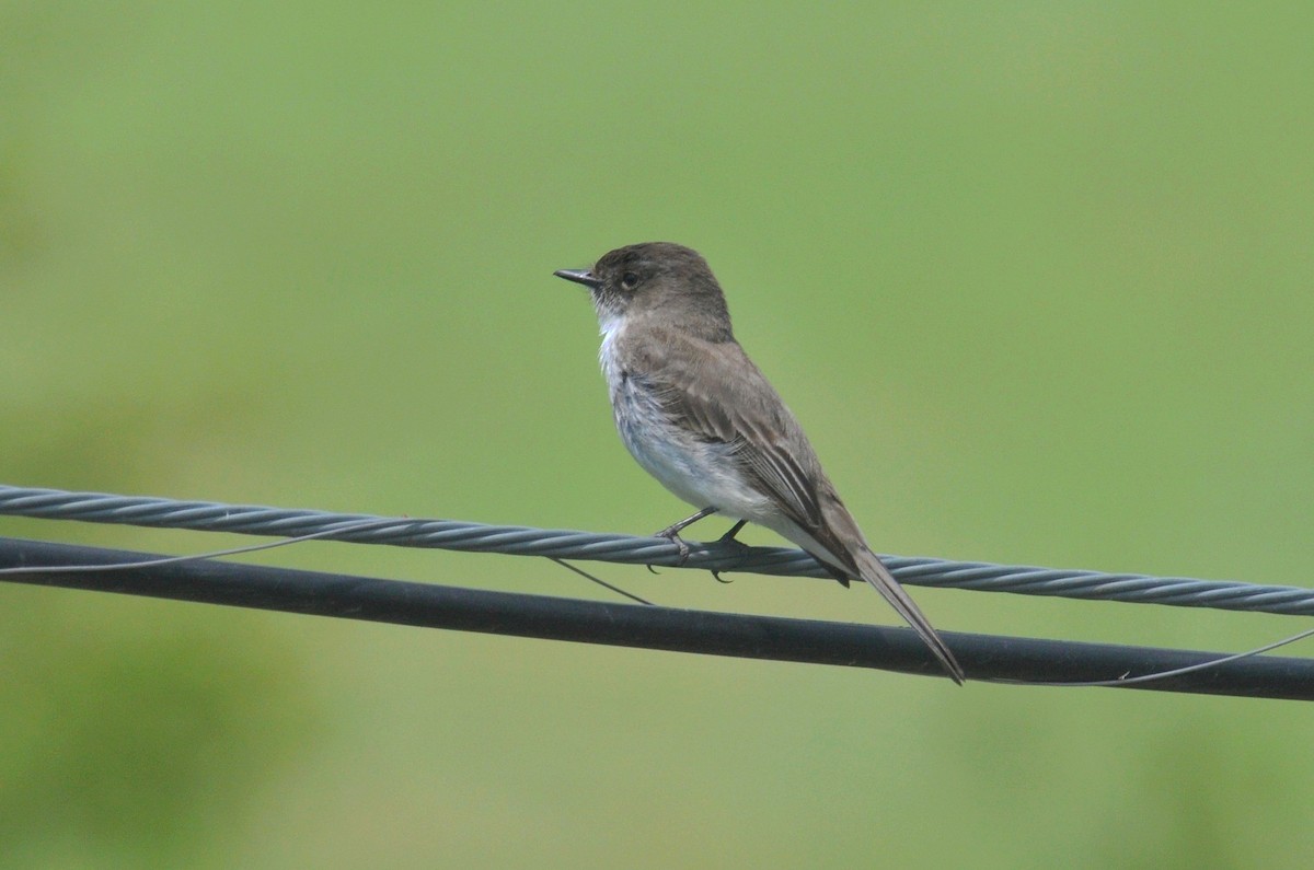 Eastern Phoebe - ML645183603