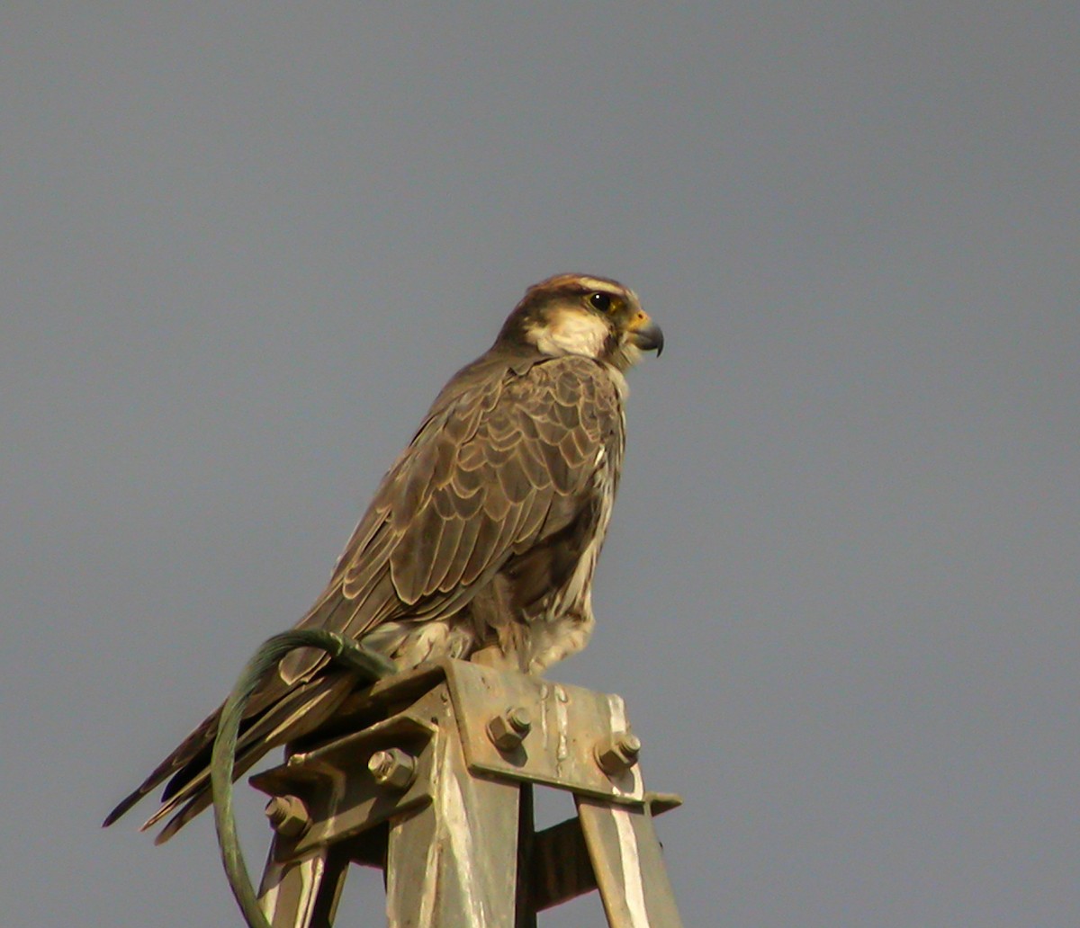 Laggar Falcon - ML645183609