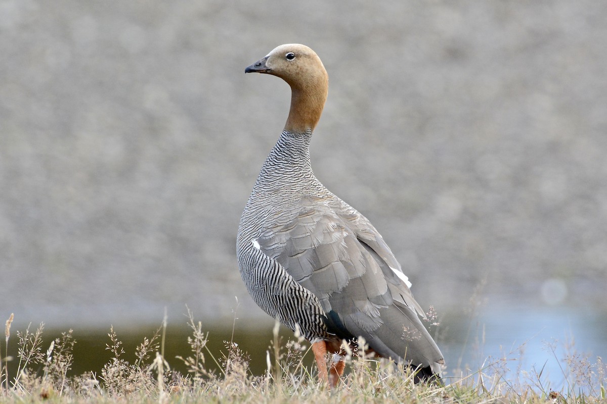 Ruddy-headed Goose - ML645183658
