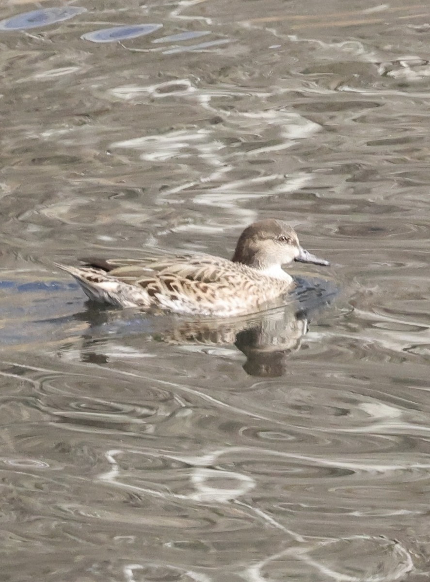 Ногоохон нугас - ML645183709