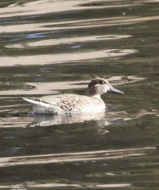 Ногоохон нугас - ML645183710